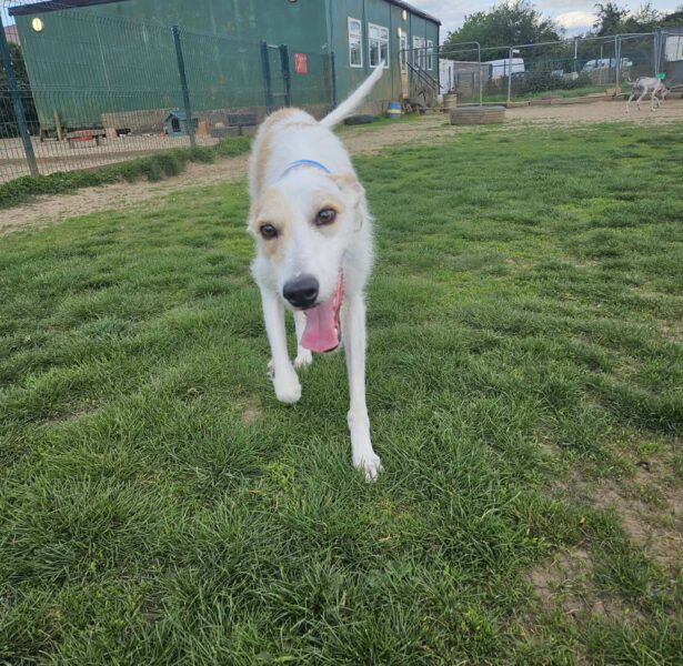 Royce, a 3 years old male Crossbreed available for adoption from Luna Animal Rescue in Hertfordshire
