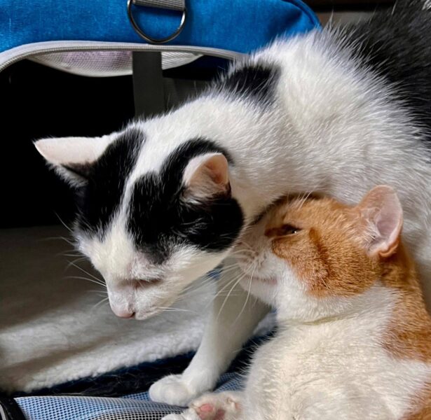 Spider and Incy – 6 yr old bonded cats