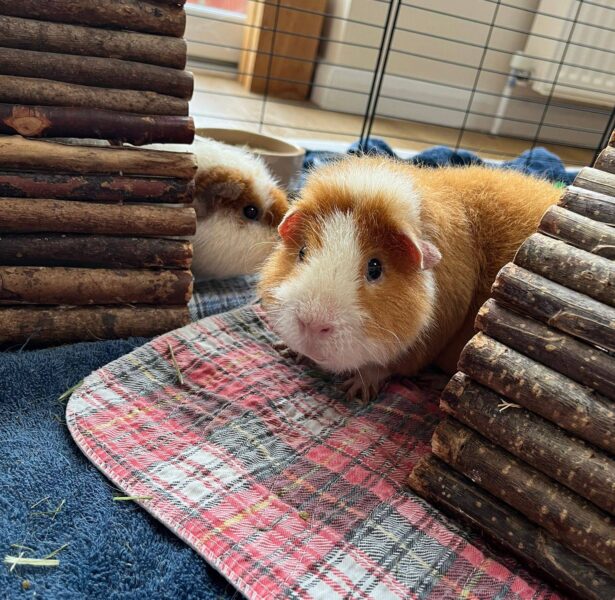 Prickle and Streak **Rehomed**