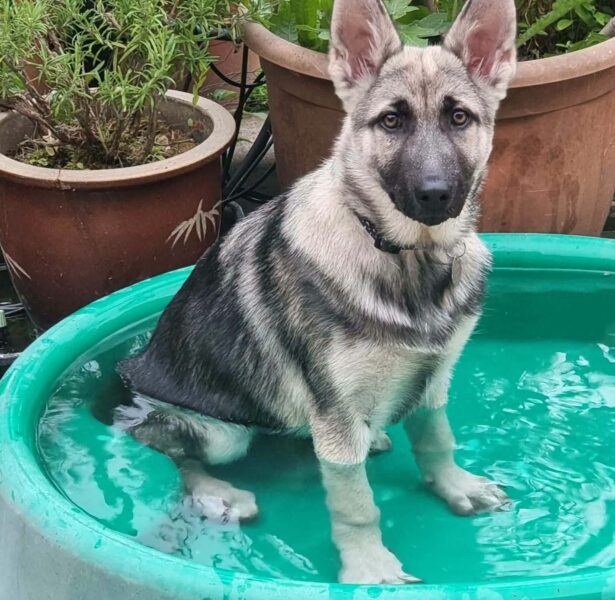 Sandpiper – 4 month old German Shepard