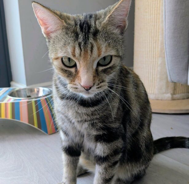 Scull – 6 yr old Cat