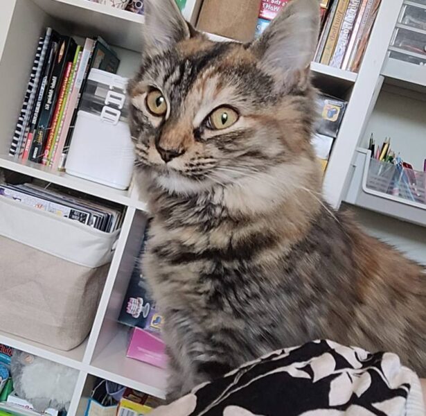 Serena **Rehomed**