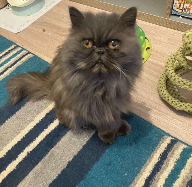 Sinead – 7 yr old Persian