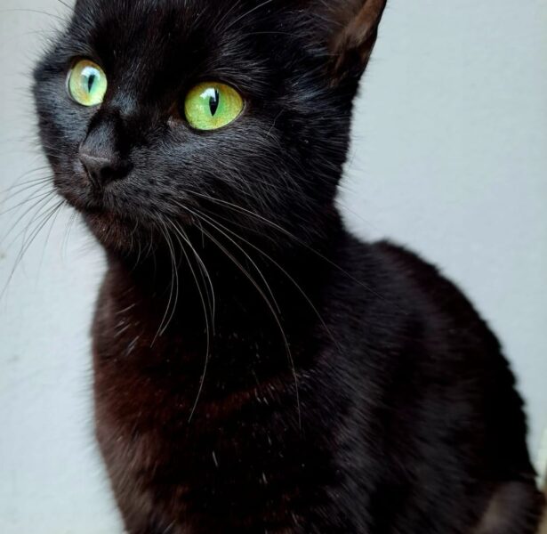 Skylar – 4 yr old Female Cat