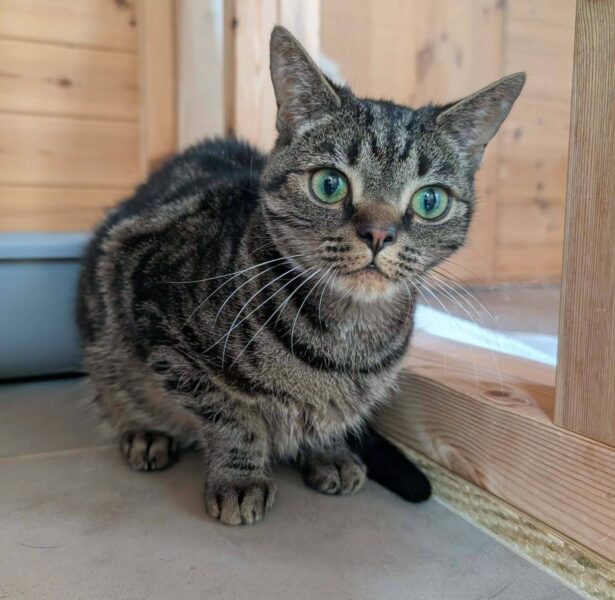 Sole – 1 yr old Cat
