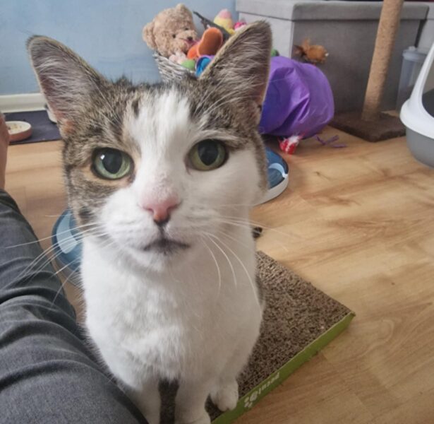 Steffi and Martina (Female Cats 7 and 9 yrs old)