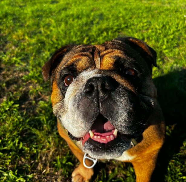 Suki – 6 year old Bulldog