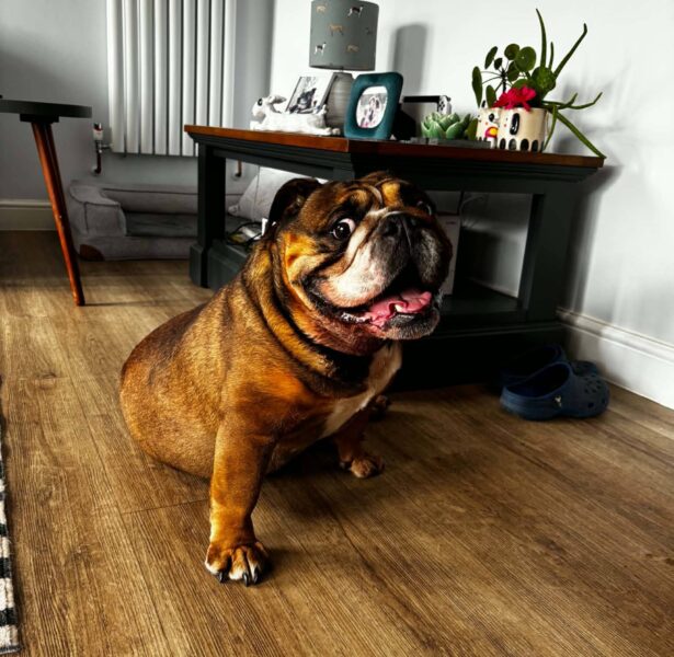 Suki – 5 yr old British Bulldog