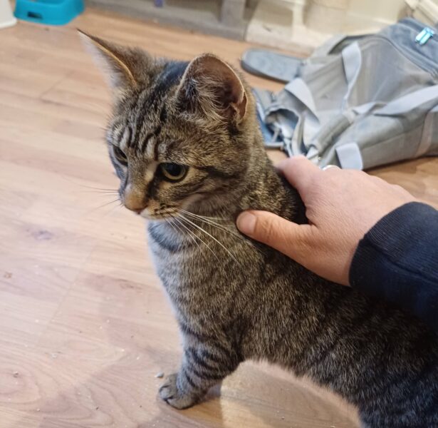 Sushi and Sashimi – 6 month old cats