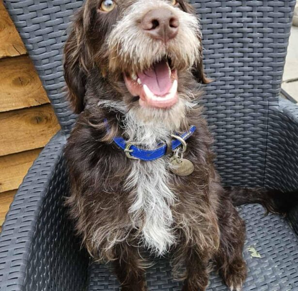 Swift – 17 month old Crossbreed
