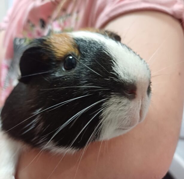 Texas – 2 year old Guinea Pig