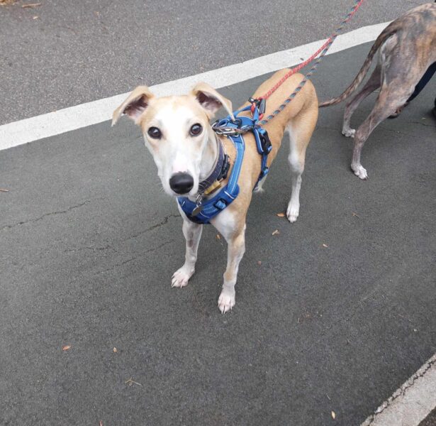 Thomas Hardy – 18 month old Lurcher