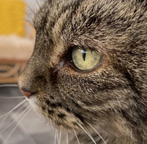 Tizzy – 10 yr old Cat