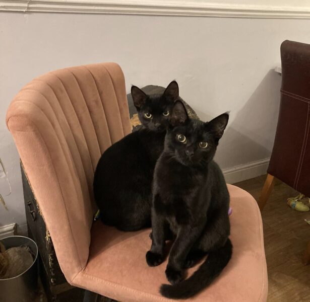Apollo, Artemis and Juno – 5 Month Old Shy Kittens