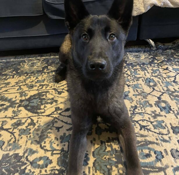 Uno – 2 yr old Crossbreed