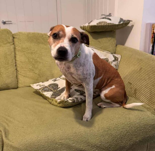 Vienna -**Rehomed**