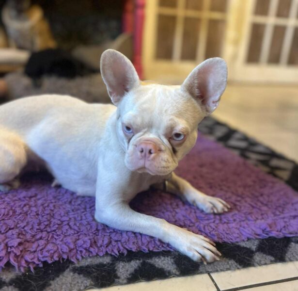 Weaver – 2 yr old Frenchie Mix