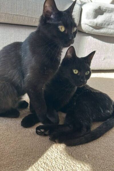 Willow and Alona – 4 month old kittens