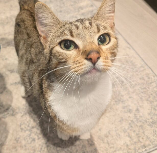 Wisdom – 10 month old cat