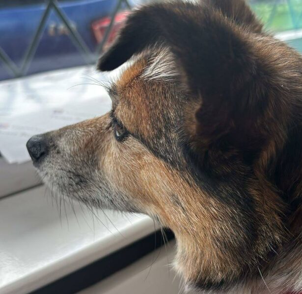 Yoshu – 9 yr old Chi x Jack
