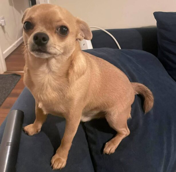 Yukio – 18 Month old Chihuahua