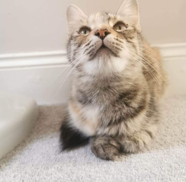 Zen – 2 yr old female cat
