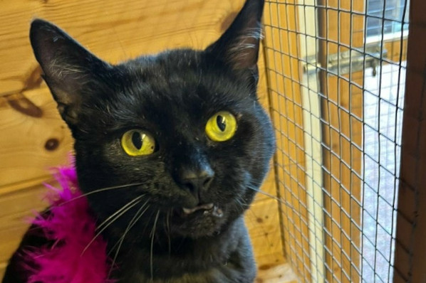 Mate 5 yr Old DSH **Rehomed**